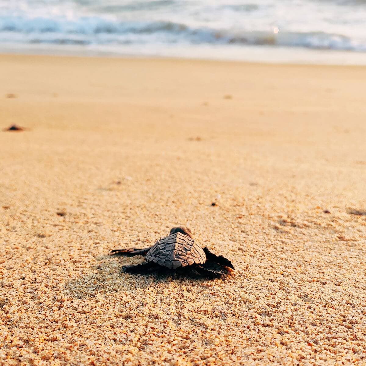 Meksyk - Wypuść żółwia morskiego do oceanu