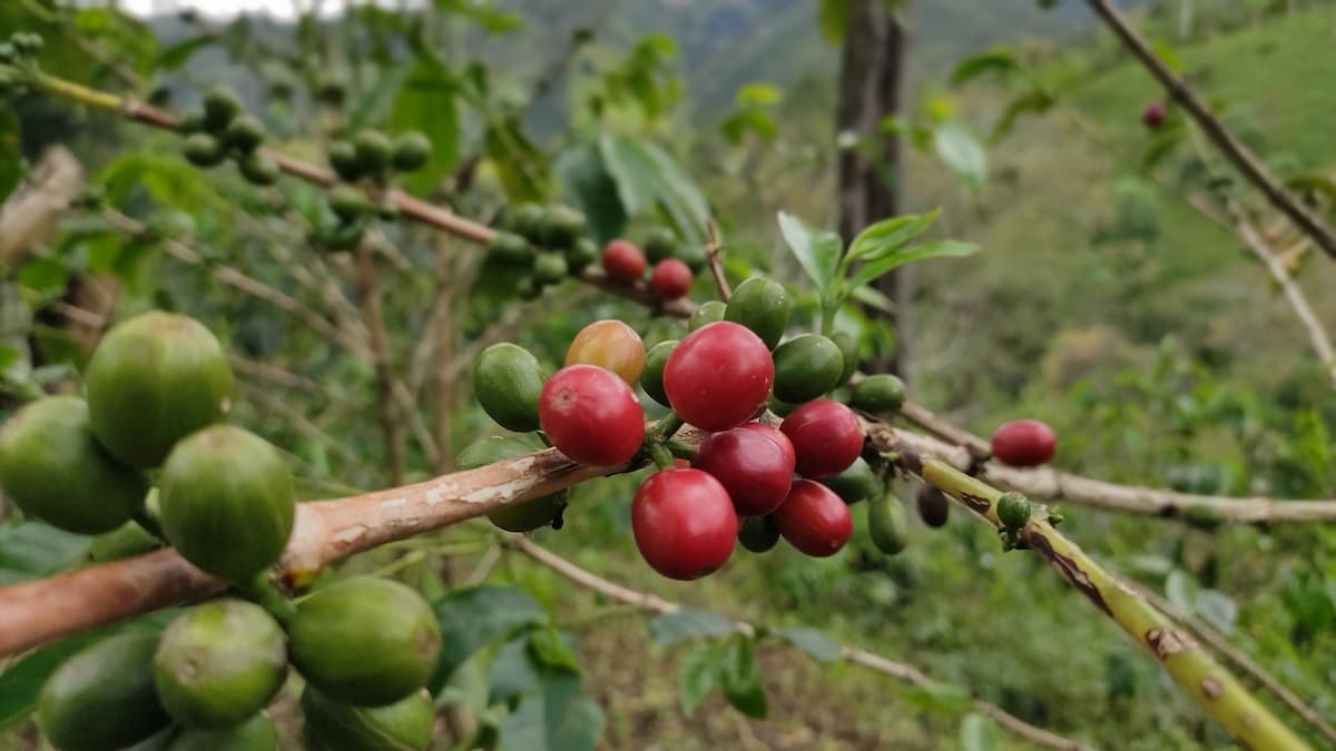 O kawie z samego serca kolumbijskiego Trójkąta Kawowego