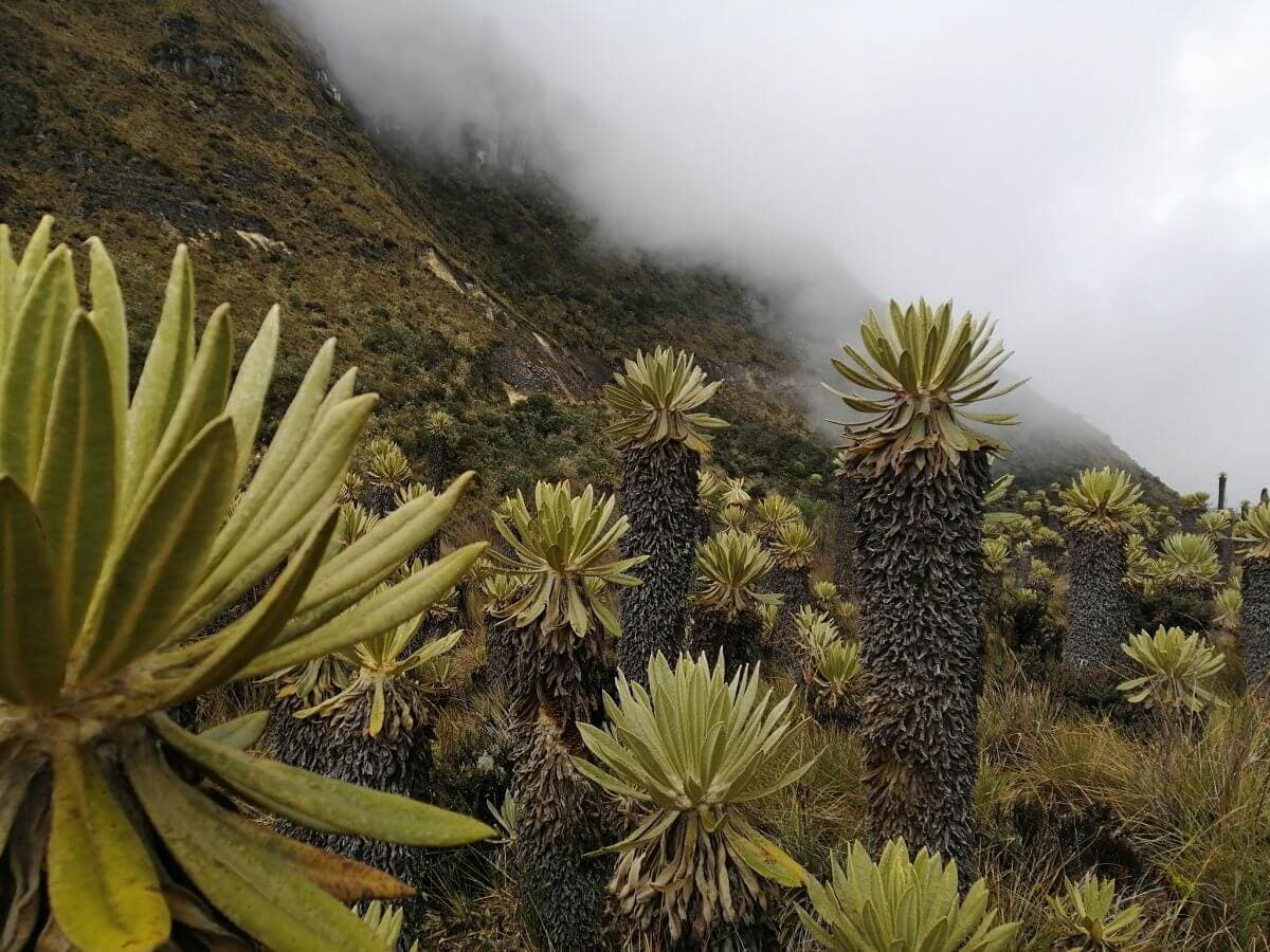 Wyspy na wysokościach - kolumbijskie paramo