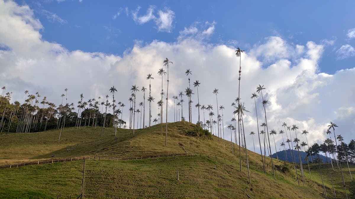 Dolina Cocory i najwyższe palmy świata - atrakcje Kolumbii