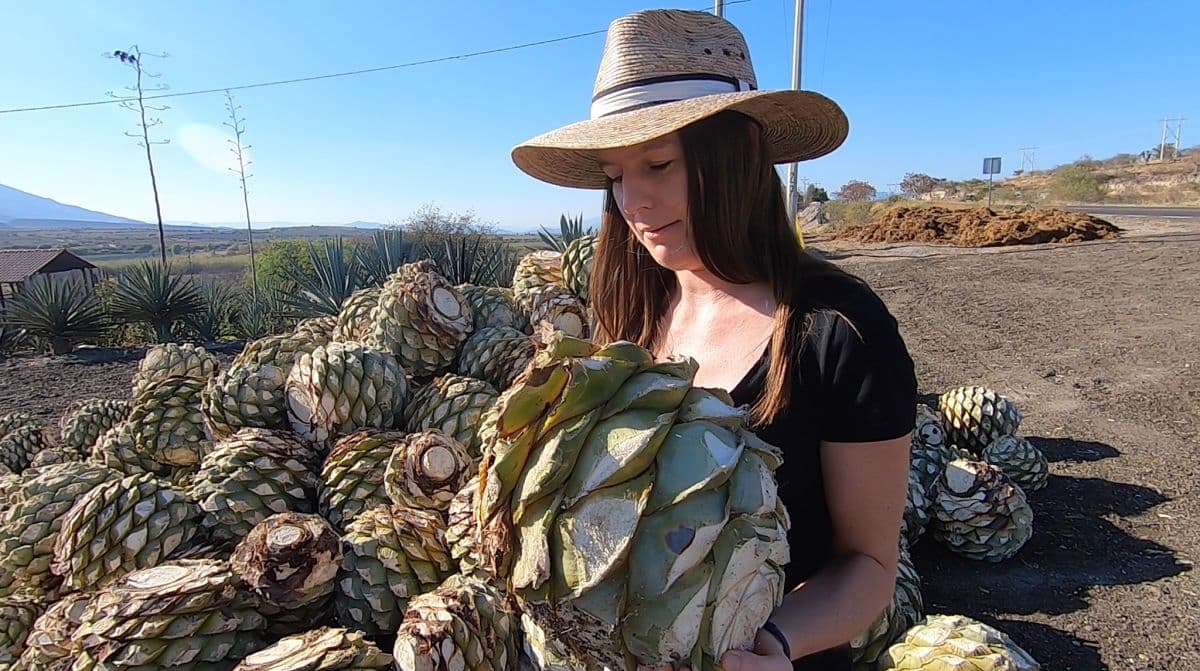 Jaka jest różnica między mezcalem a tequilą? - ciekawostki z podróży po Meksyku